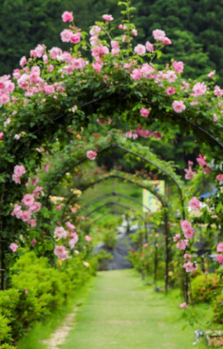 Flower garden in full bloom, Kyotango