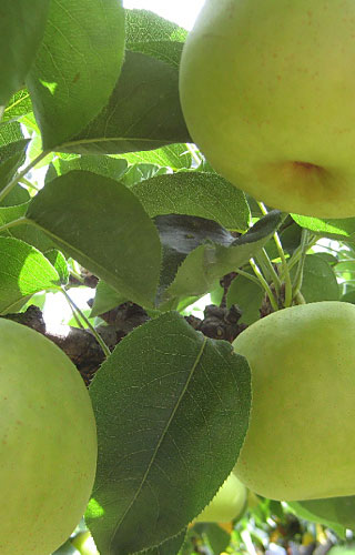 Bunches of fresh Nashi pears, Kyotango