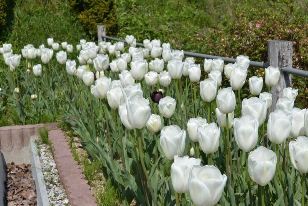 White tulips in season