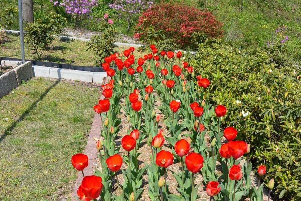 Red tulips in season