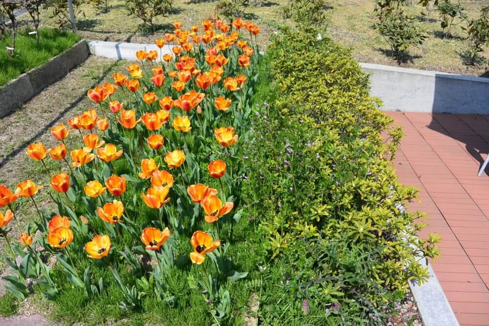 Bright orange tulips in season and green buses