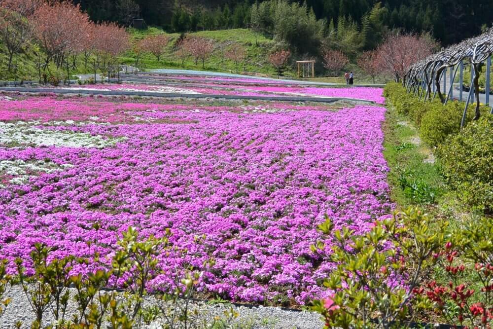 A lawn of pink flowers