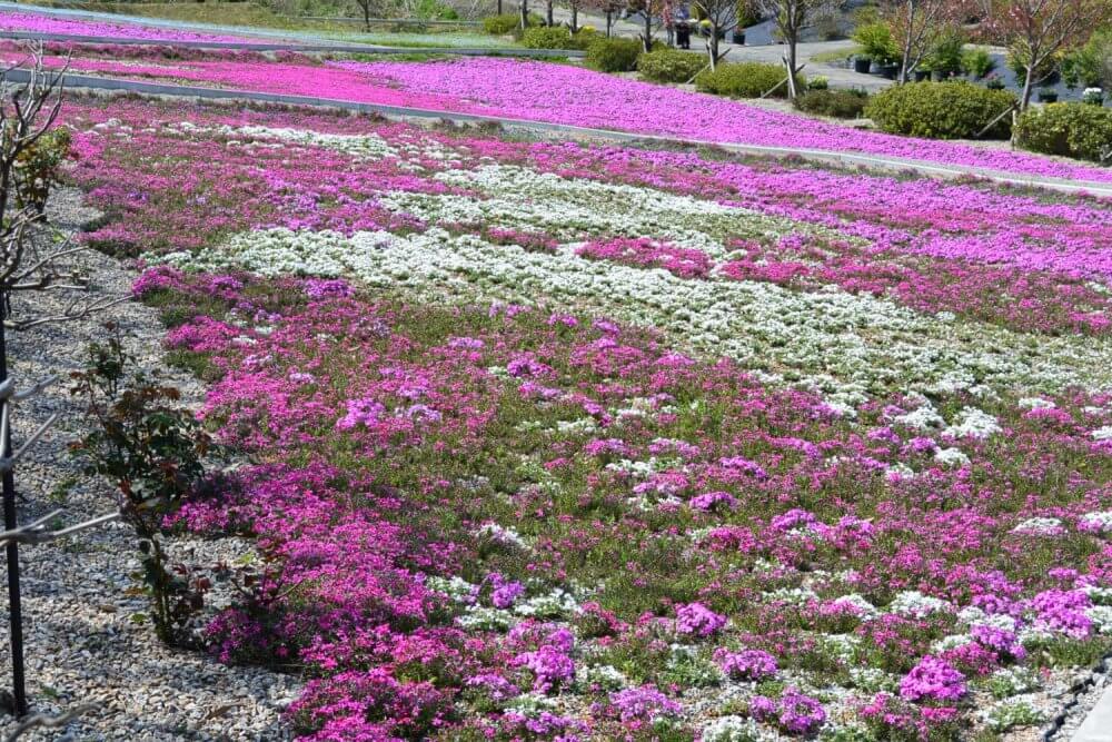 Pink and white flowers cover the ground