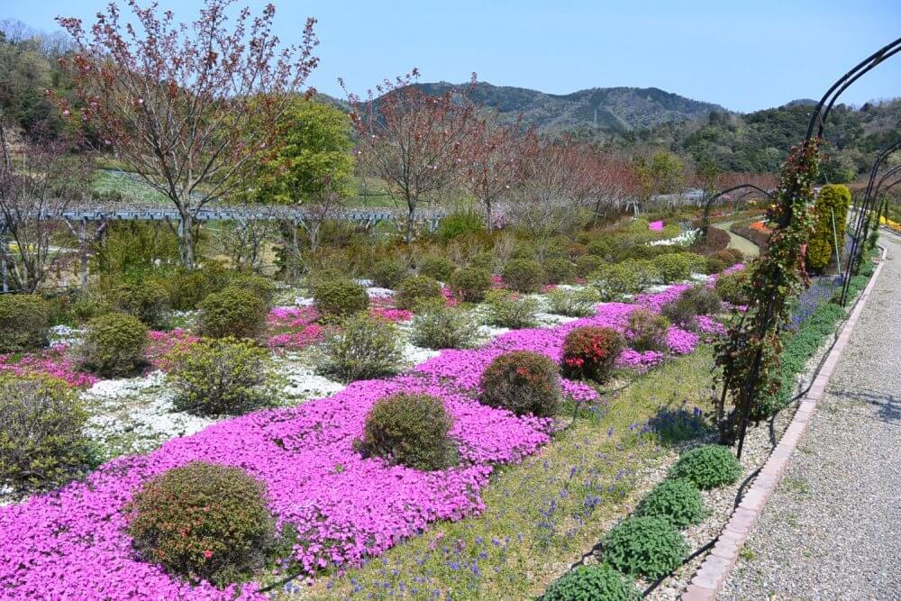 Shiba-zakura, small bushes and muscari