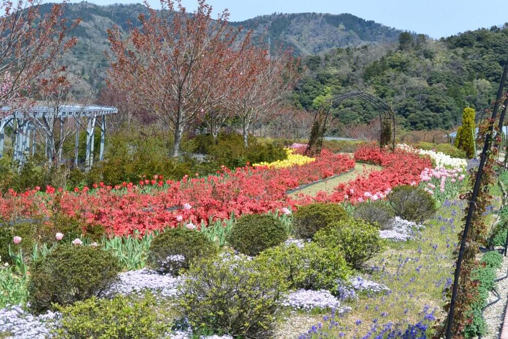 Rows of red tulips in season and green bushes