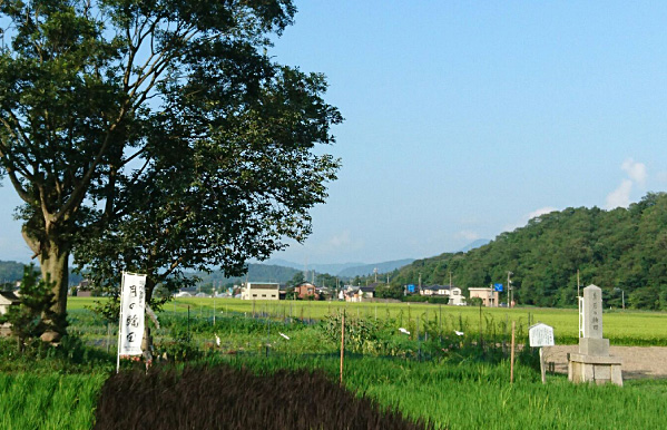 Rice field where special local sake is made