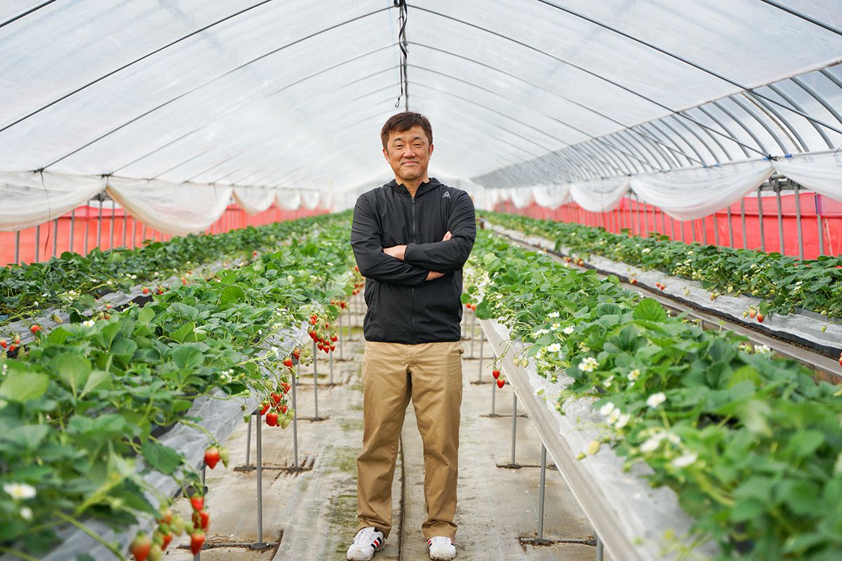 Strawberry Picking at Okazaki Farm Visit Kyotango