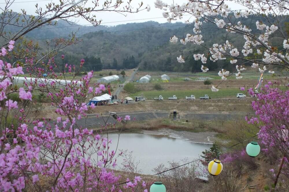 Blossoms in the foreground looking down on a festival