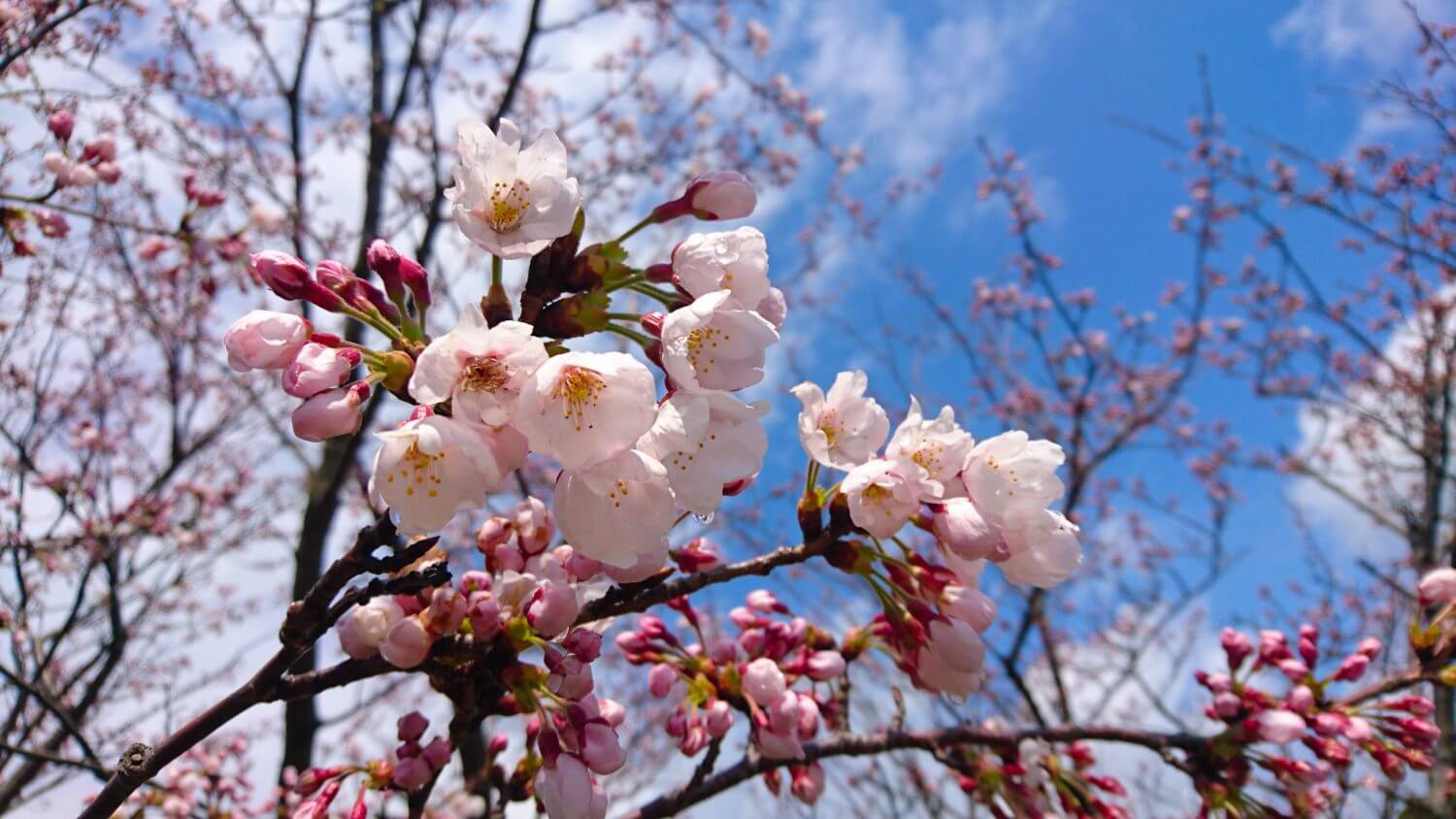 Cherry Blossom Viewing in Kyotango - Visit Kyotango