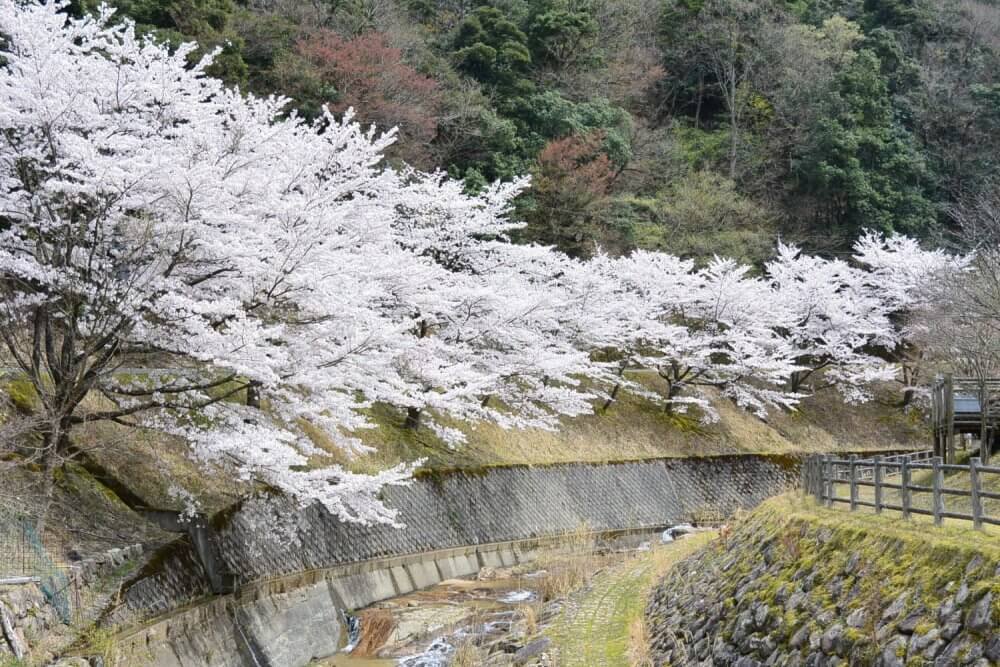 cherry blossom, tennyo no sato