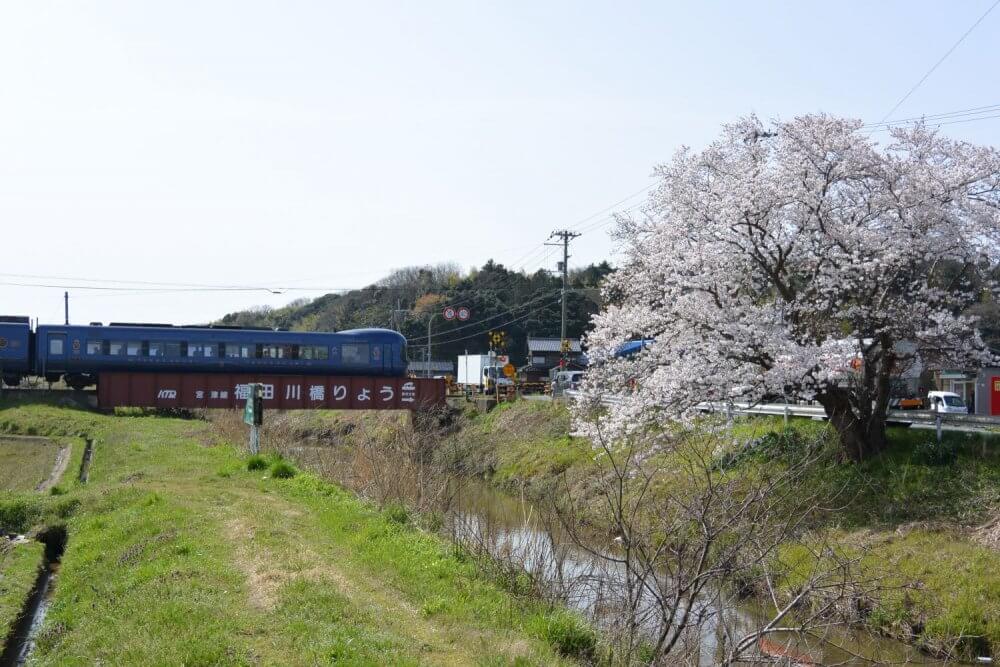 Cherry tree in blossom, with train crossing a bridge