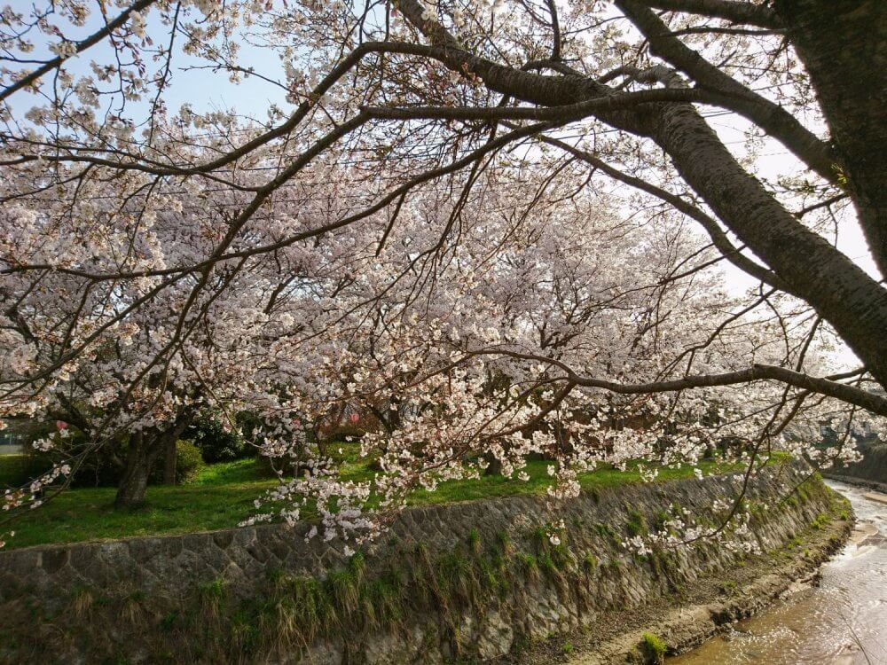 Cherry blossoms stretching across a river