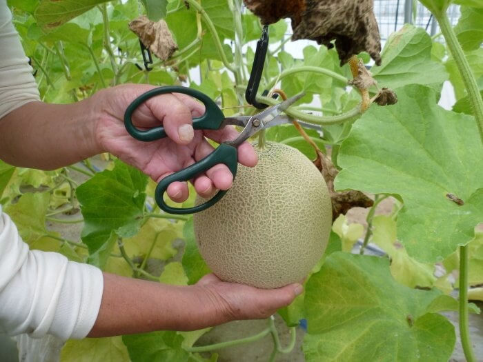 Melon Picking - Visit Kyotango