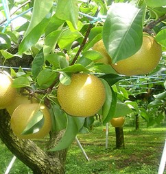 Pear Picking Tango Kingdom Fruit Garden - Visit Kyotango